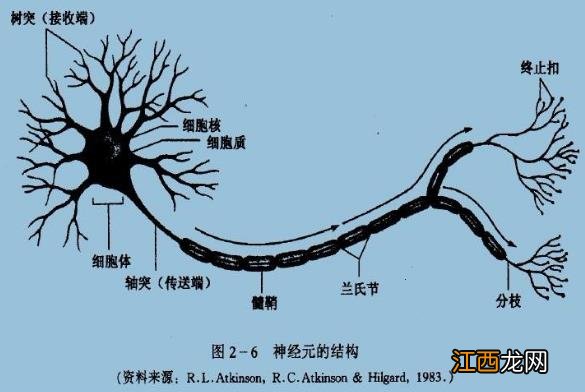 为什么你不记得婴幼儿时期发生的事情？记忆会一直保留到离开人世吗