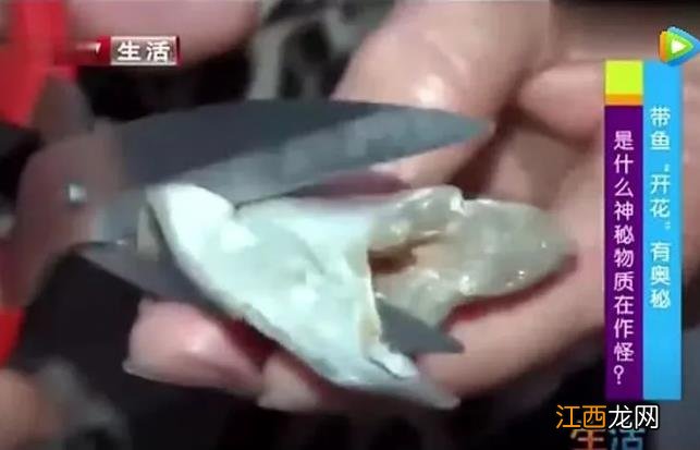 甲醛浸泡过的带鱼，一碰热油就扭曲、炸裂开花，千万别买别吃！