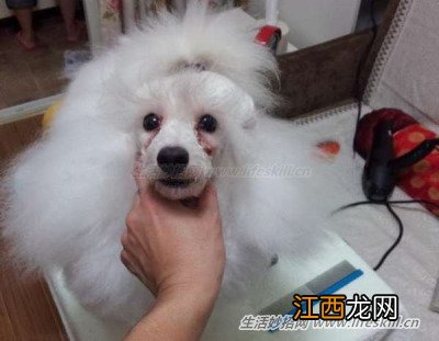 减少狗狗身上难闻的“体味”,从这三个地方入手。