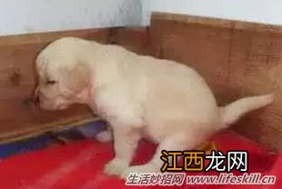 训练狗狗排便的方法