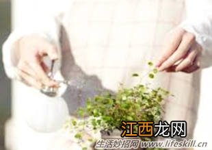 花卉生虫了？自制药剂来帮忙