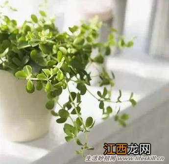 家中绿色植物的死亡原因