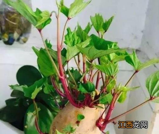 土豆发芽不能吃了就得扔掉？四种巧用发芽土豆的实用小妙招