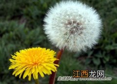 春天野菜正当季，吃它可清热解毒、防癌症！