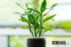 客厅适合摆放什么植物？6种客厅招财的植物