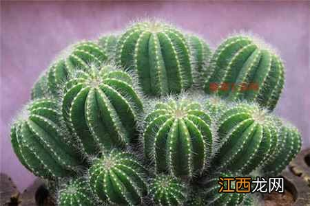 女人防辐射的四大方法