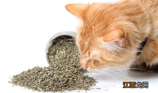 猫咪可以吃猫薄荷吗?对猫咪有危害吗?