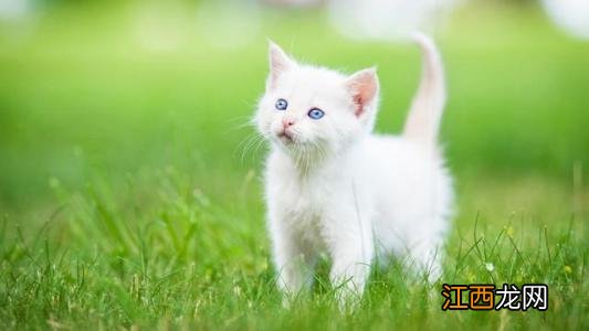 猫猫狗狗也会中暑预防中暑的小妙招