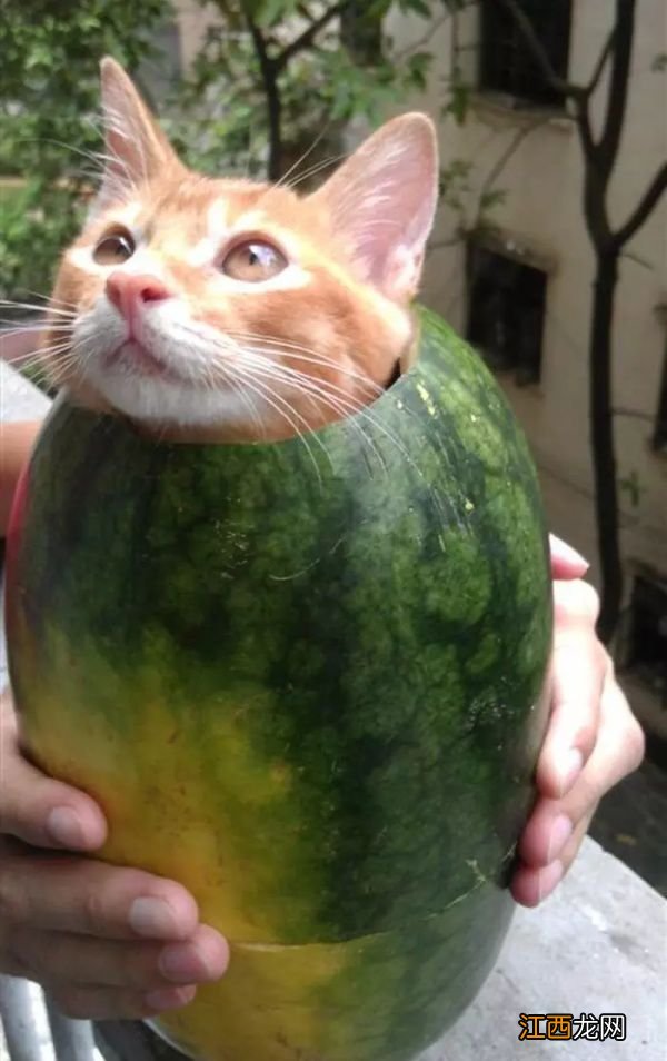 猫猫狗狗也会中暑预防中暑的小妙招