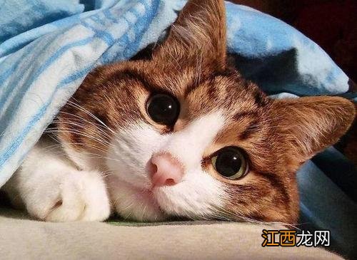 猫猫狗狗也会中暑预防中暑的小妙招