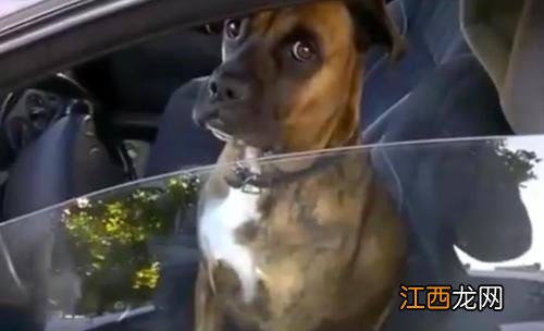 猫猫狗狗也会中暑预防中暑的小妙招