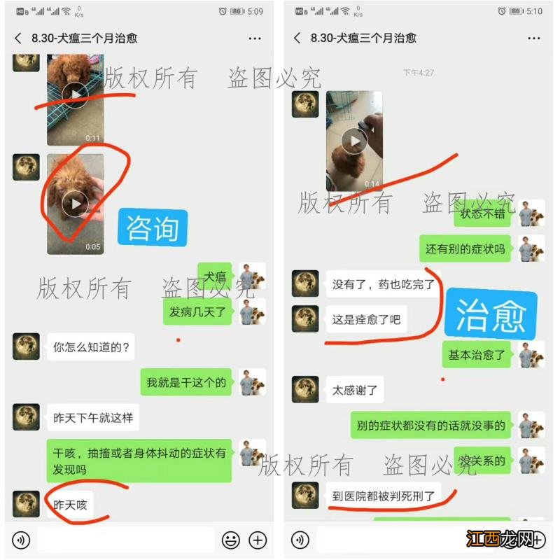 如何治疗犬瘟热？