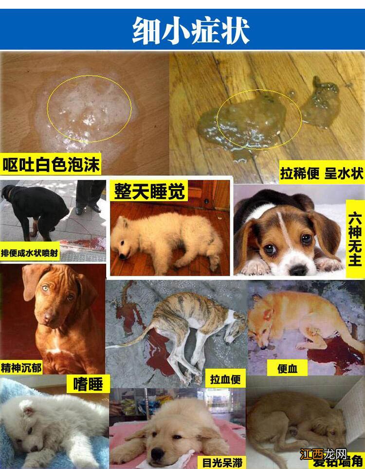 如何治疗犬瘟热？