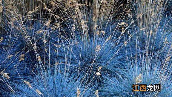 蓝羊茅——花坛镶边效果非常突出