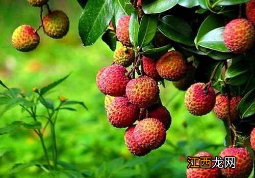 夏天吃苹果益处多 但这种新鲜水果易容易上火要少吃