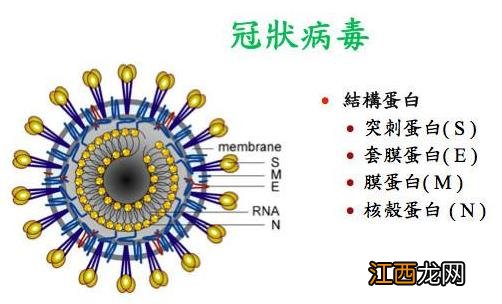 24问新型冠状病毒肺炎乙类传染病 事实到勘谬最全知识点