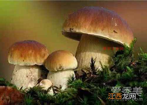 牛肝菌的功效与作用 牛肝菌的营养价值