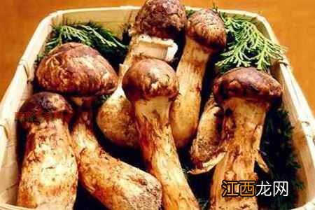 松茸的功效有哪些?这五个松茸的功效与作用