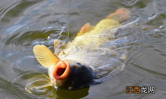 野外钓鱼防风小窍门 春季钓鱼有诀窍