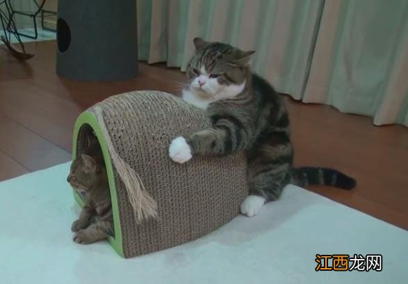 猫该不该给它买猫窝？猫咪会睡猫窝吗？