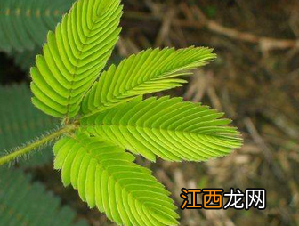 含羞草可以在室内养殖吗?