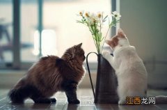 便宜猫粮和贵猫粮的区别是什么？