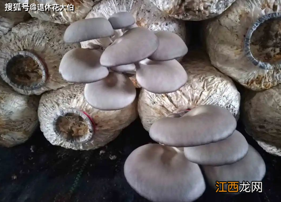 蘑菇怎么养长的快