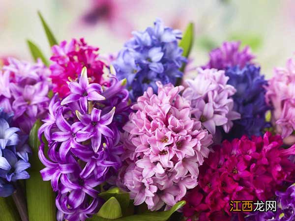 风信子怎么养?风信子这么养,每年都开花!