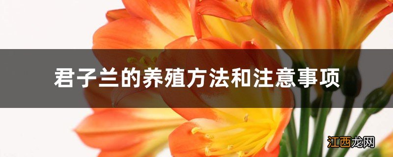 君子兰的养殖方法和注意事项