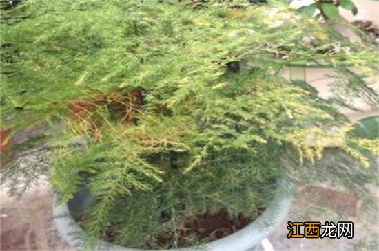 文竹叶子发黄怎么挽救