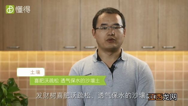 图文 发财树的养殖方法和注意事项