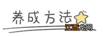 【攻略】雷电将军四合一全解析