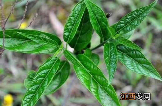 吃野菜要注意哪些事项?