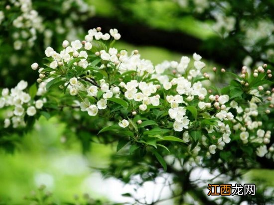 室内盆栽花卉如何选购:住所朝向环境、个人喜好