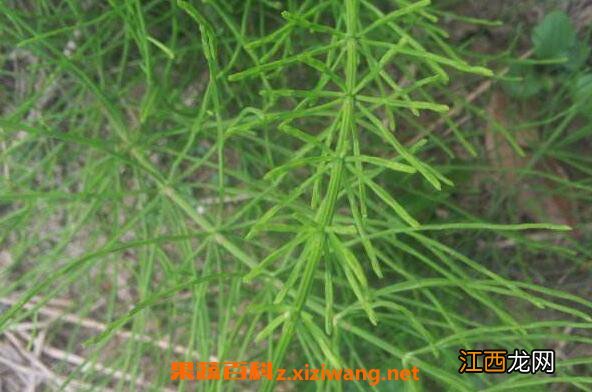 问荆的功效与作用 问荆的药用价值