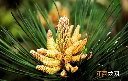 松花粉的功效与作用 保护心血管改善心脏和大脑的微循环