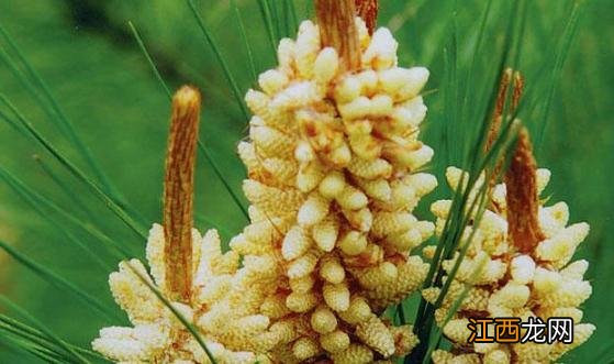 松花粉的功效与作用 保护心血管改善心脏和大脑的微循环