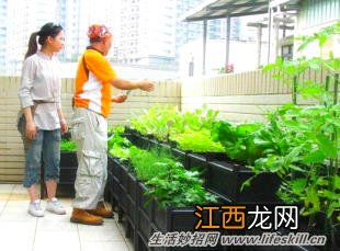 阳台种菜防虫10妙招