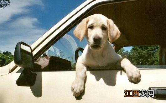 晕车的症状和表现-晕车怎么治疗？