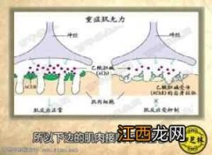 湖北卫视饮食养生汇女主持人  刘洋湖北卫视饮食养生汇