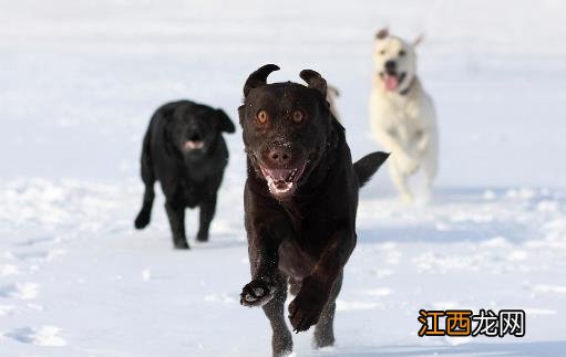 认识狂犬病 多一份认知就少点恐慌