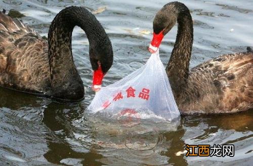 乱扔塑料袋对环境有什么危害