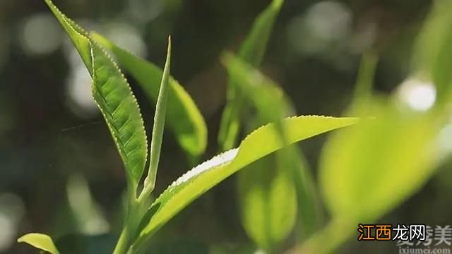 润肺，需不需要常饮白茶？