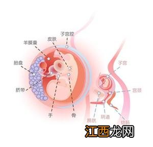 怀孕第十一周身体及胎儿变化,有哪些注意事项