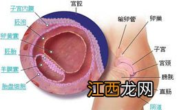 怀孕第二周身体变化及注意事项