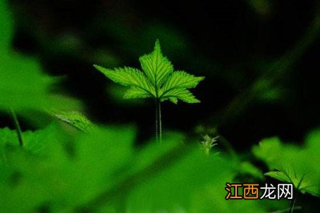 艾草的功效与作用禁忌