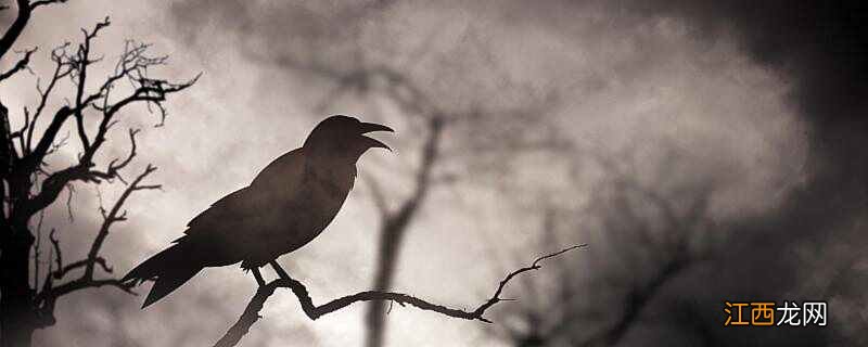 乌鸦是不是鸟类中最聪明的 乌鸦是鸟类最聪明的吗