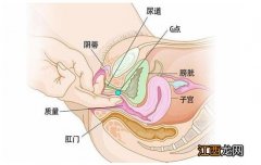 女性abcg点位置清晰图解