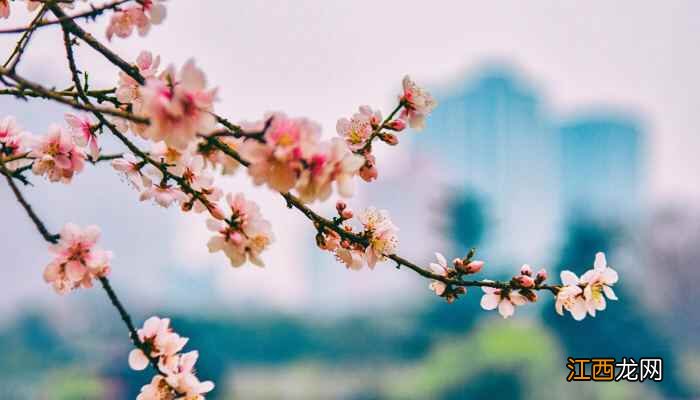 连云港春季赏花最佳去处  连云港800年玉兰花王绽放美如雪