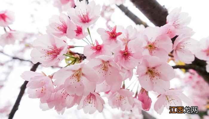 连云港春季赏花最佳去处  连云港800年玉兰花王绽放美如雪